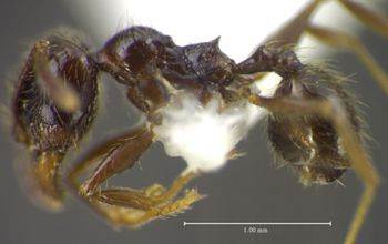 Media type: image;   Entomology 34389 Aspect: habitus lateral view